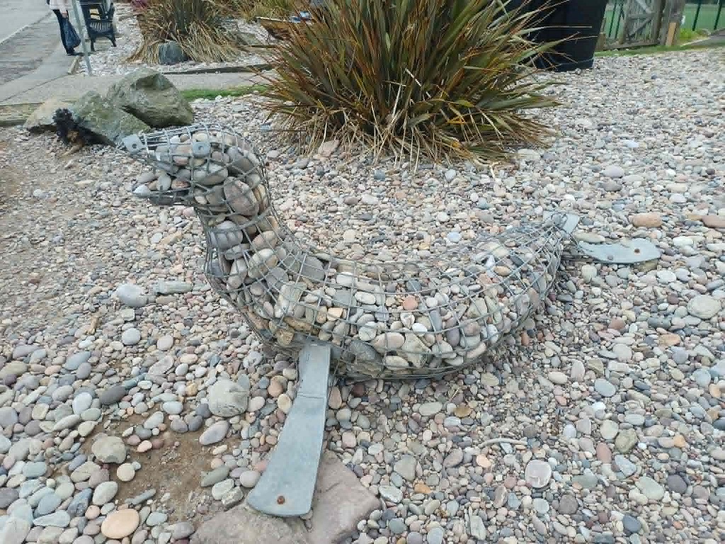A seal near the Men's Shed.